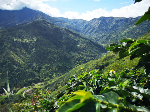 Round Hill Roastery – Unit Fourteen Espresso