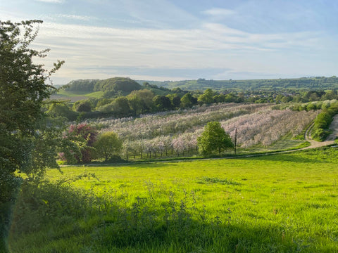 Rows of flowering cider-apple trees across the West Dorset landscape.