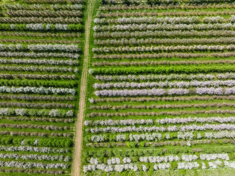 Aerial view of parallel rows of flowering cider-apple trees.